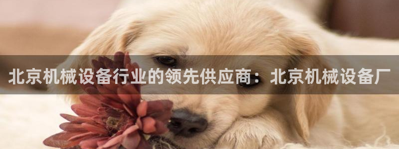 j9p下载